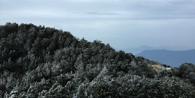 收图啦!深圳最美雪景图集合 错过再等100年