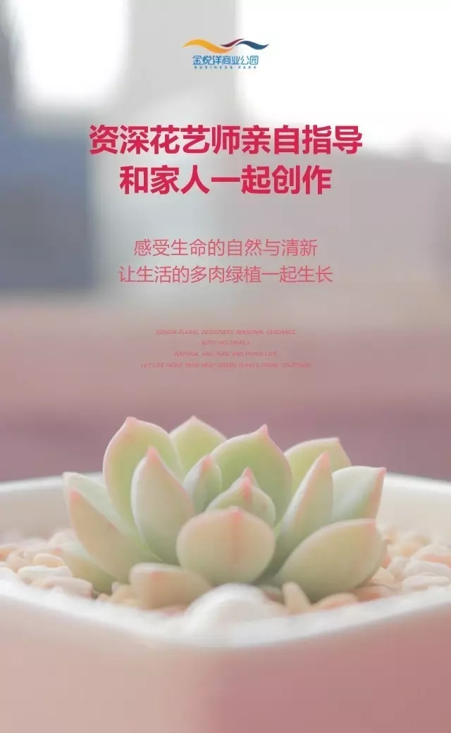 金悦洋多肉diy,本周末暖心开启