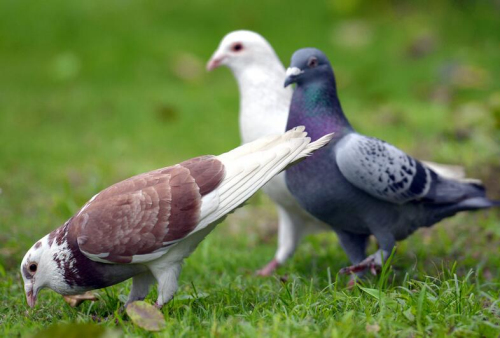 鸽类珍禽,咕咕声里享受美妙