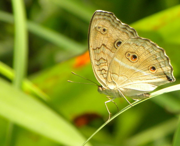 进口名蝶展 除了本土种类,你也将邂逅众多漂洋过海而来的蝴蝶,一起