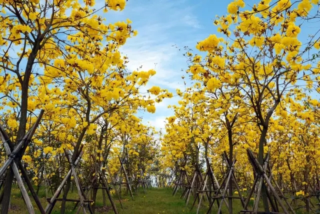 白天的市民公园:茂名   春天邂逅风铃花海