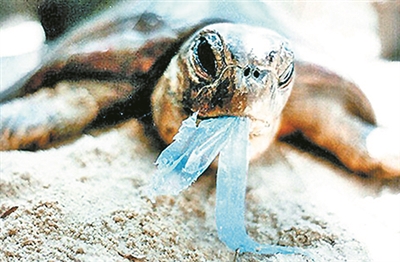 挪威一头重约20吨的鲸鱼搁浅,人们将其解剖发现,其体内有30个塑料袋