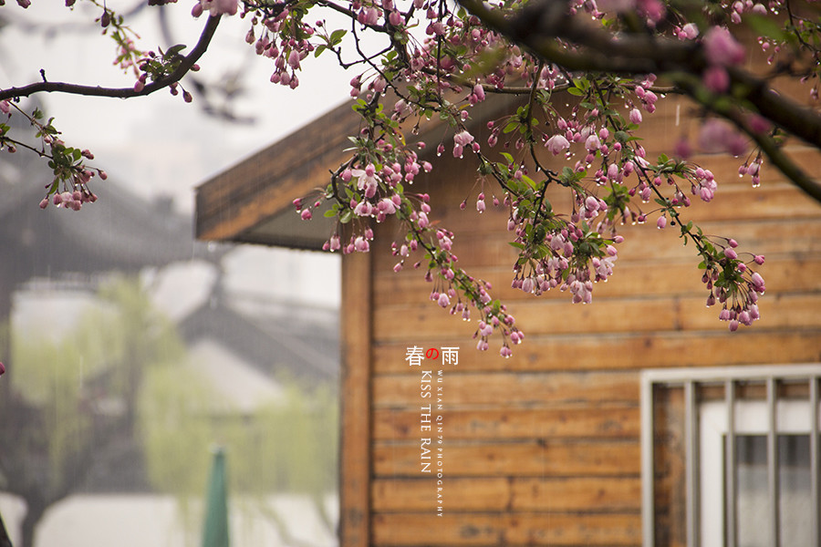 春雨纷纷花开草绿 衡水高绿化楼盘春风来袭