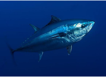 金槍魚中最負盛名的是北方藍鰭金槍魚(thunnus thynnus),別名黑鮪.