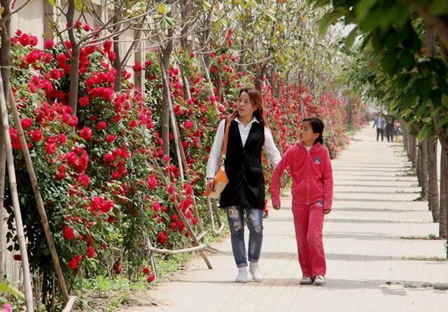 两寺渡公园百亩月季已开好 等你来赏花游园