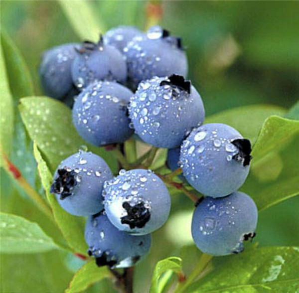 蓝莓长什么样子的图片图片
