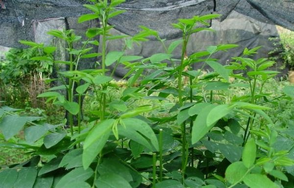 野菜大全野菜大全圖片及名稱可食用野菜圖片大全